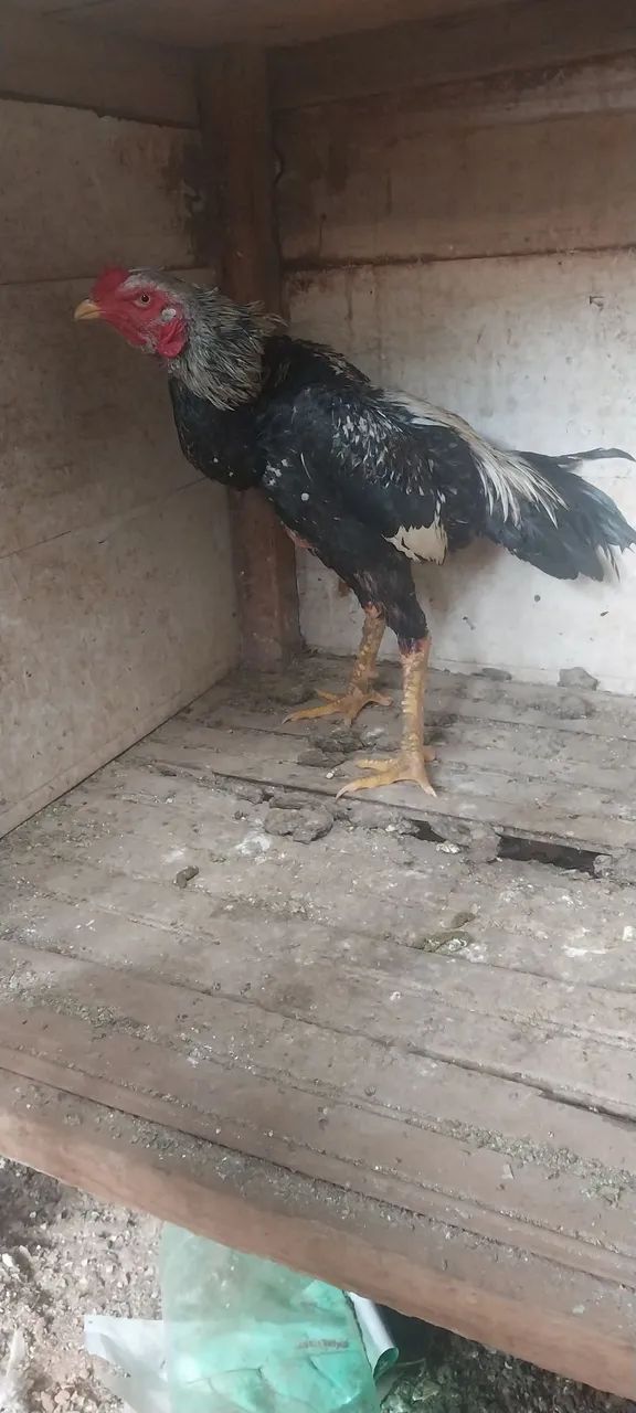 frango  - Foto 3