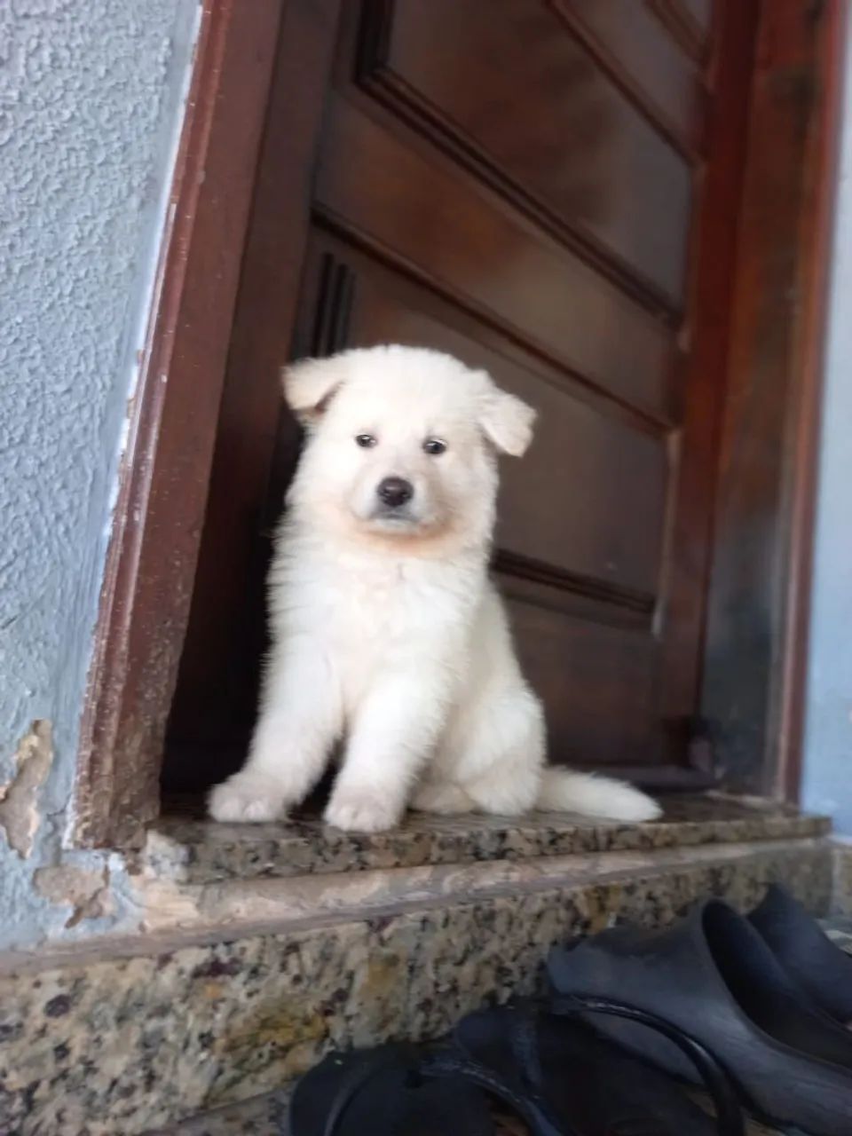 Pastor suíço  - Foto 2