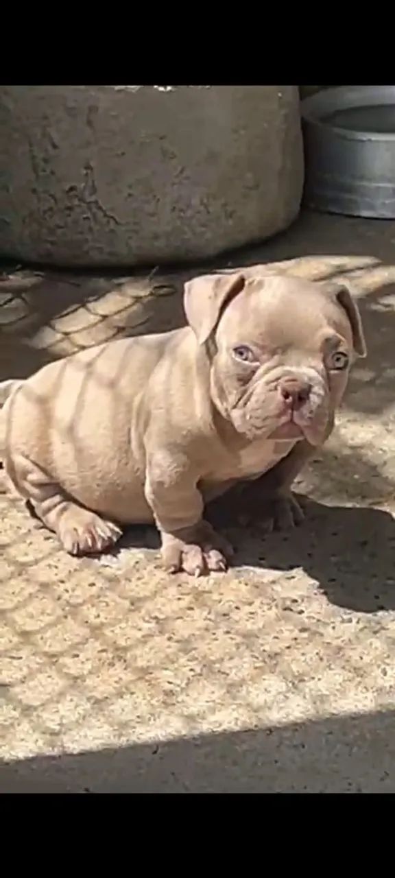 American Bully micro Auto Padrão  - Foto 3