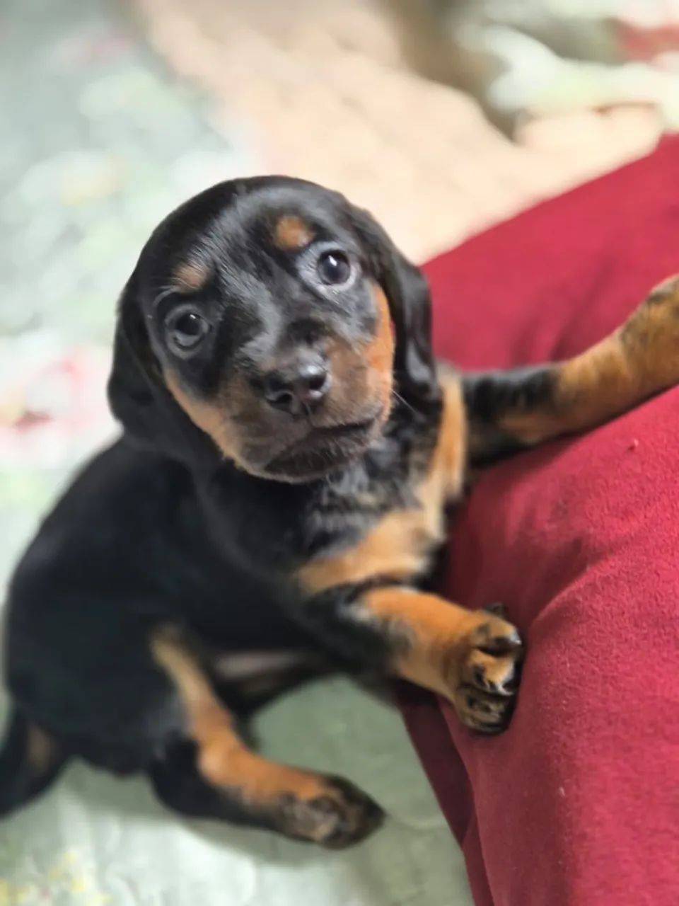 Dachshund (salsicha) - Foto 2