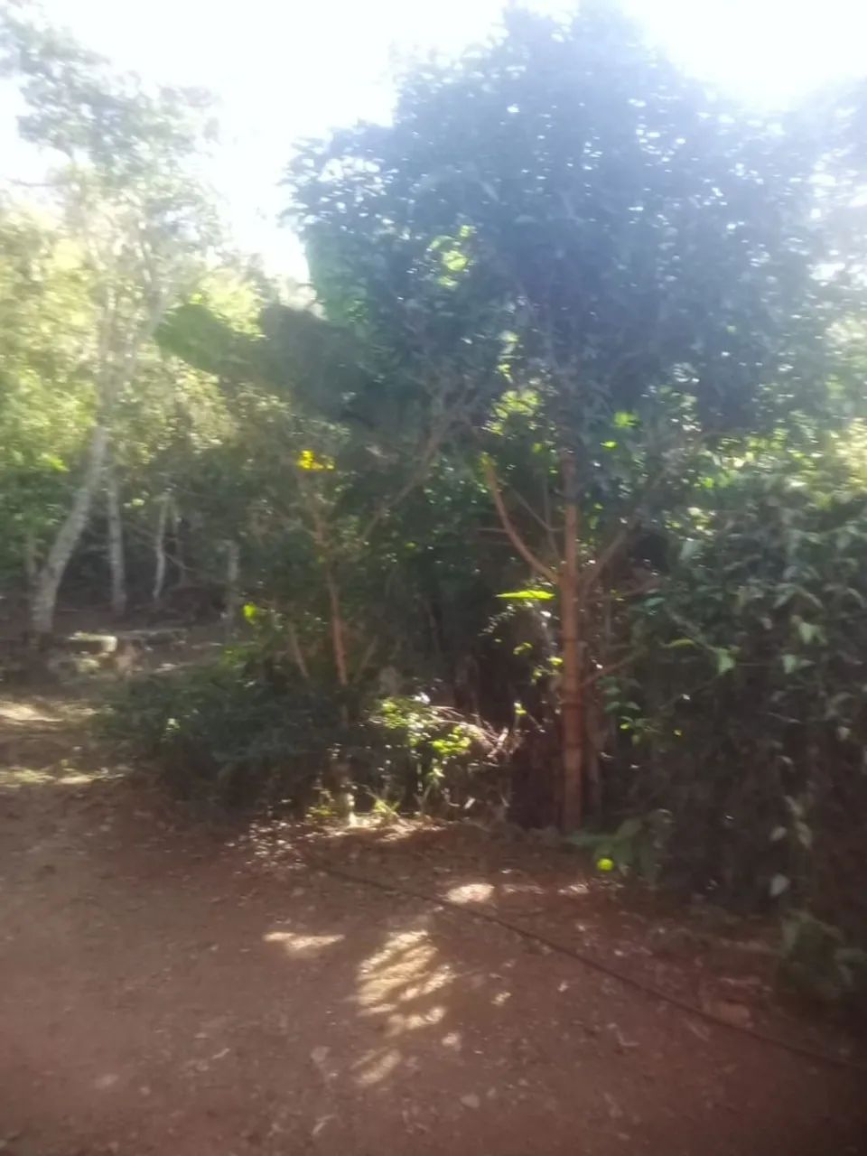 Vendo casa com terreno amplo - Foto 4