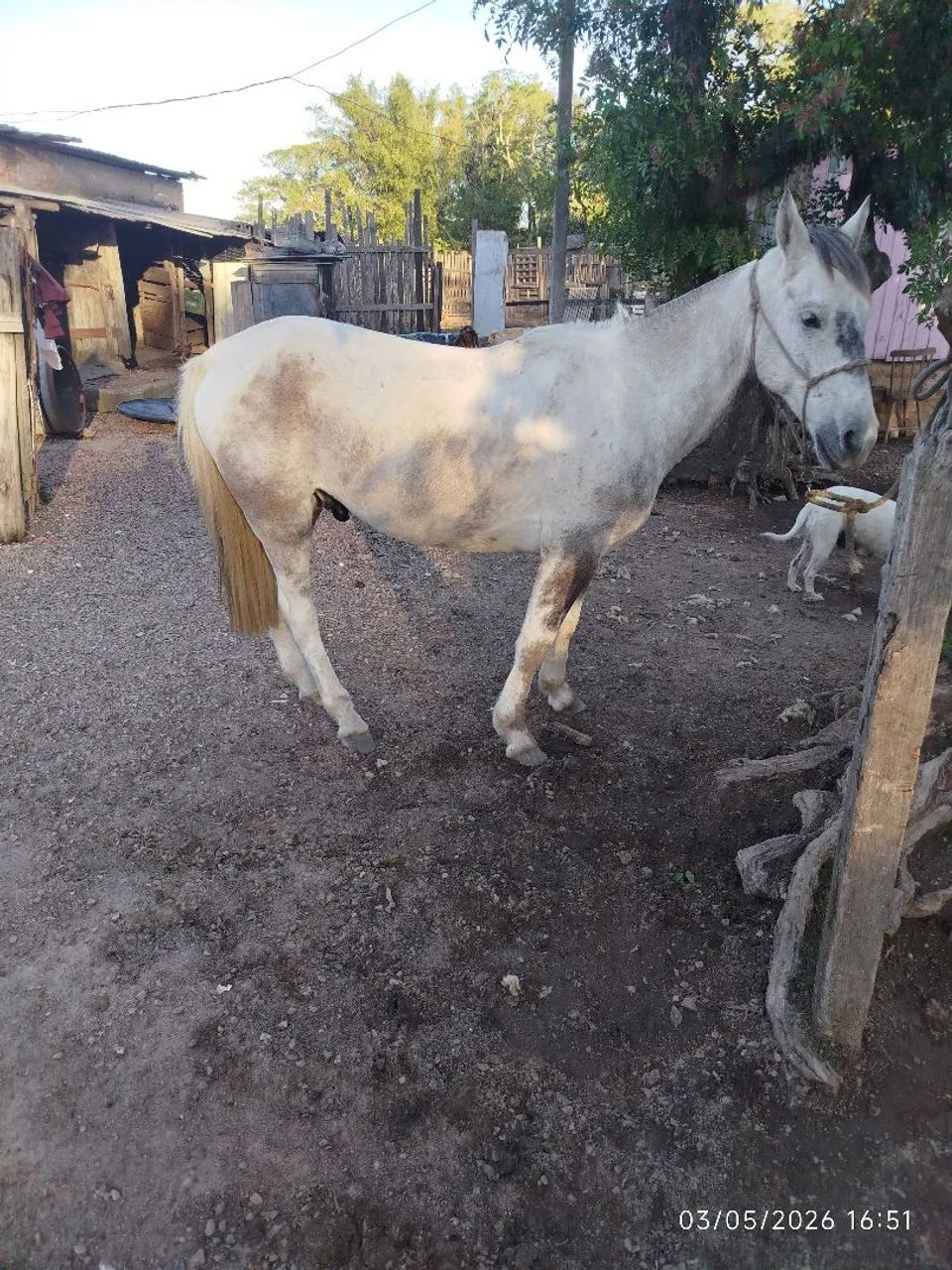 Cavalo domado manso de montaria whats * - Foto 2