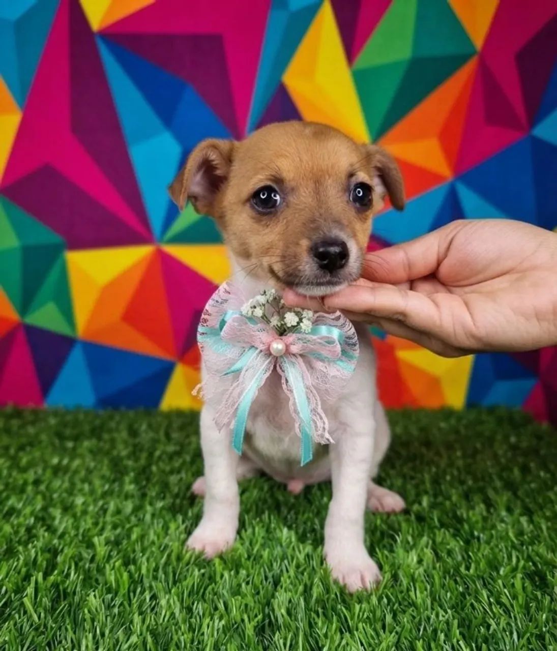 Pinscher Saudável e Carinhoso