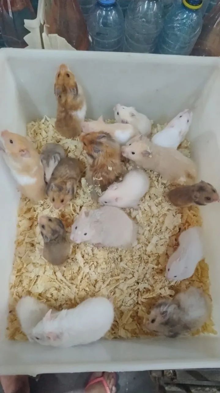 Hamster  - Foto 5