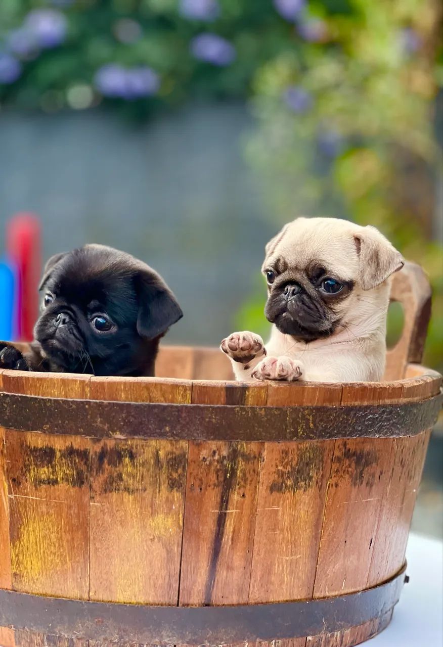 Filhotes de pug  - Foto 2