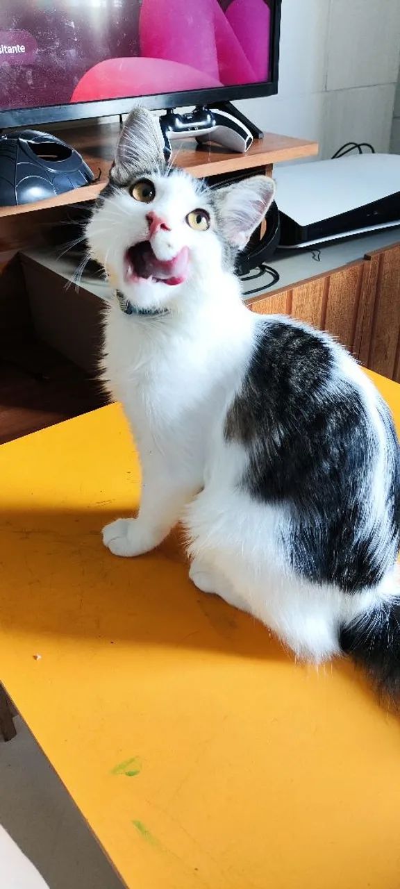 Gato para adoção rápida  - Foto 3