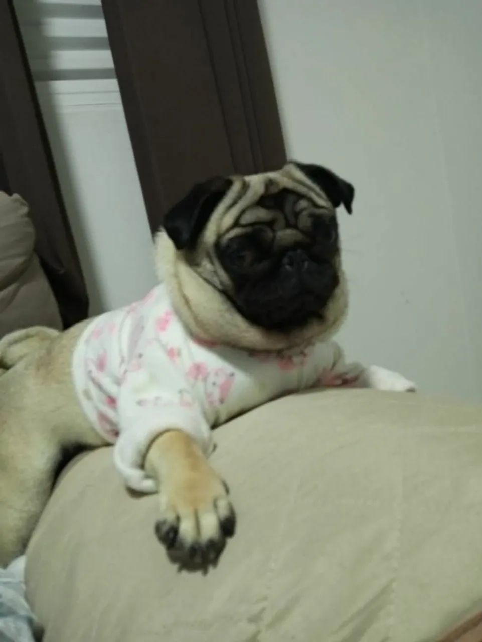 Fêmea pug 3 - Foto 2