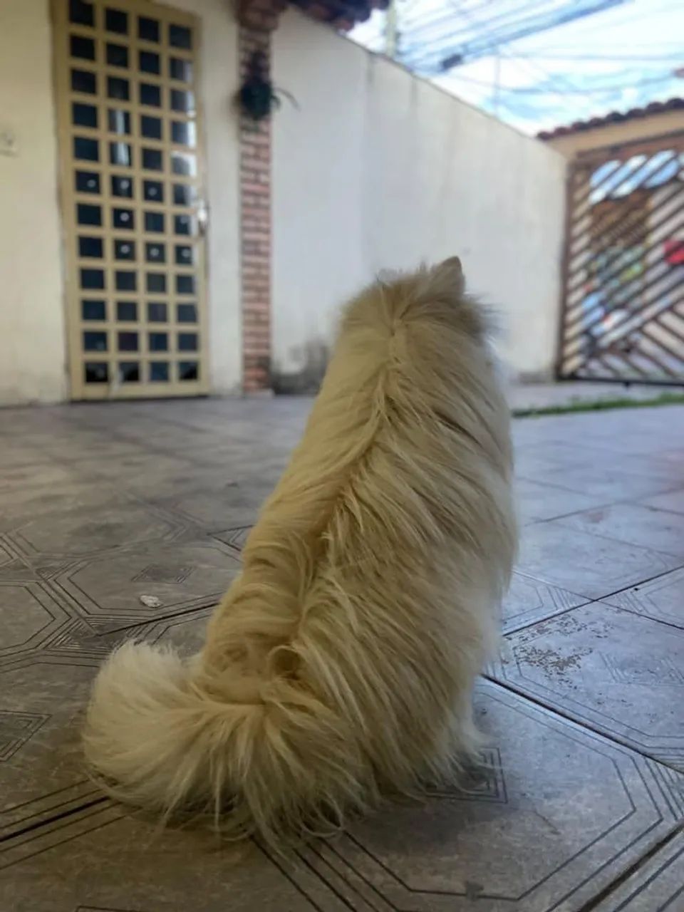 Spitz Alemão - Foto 3
