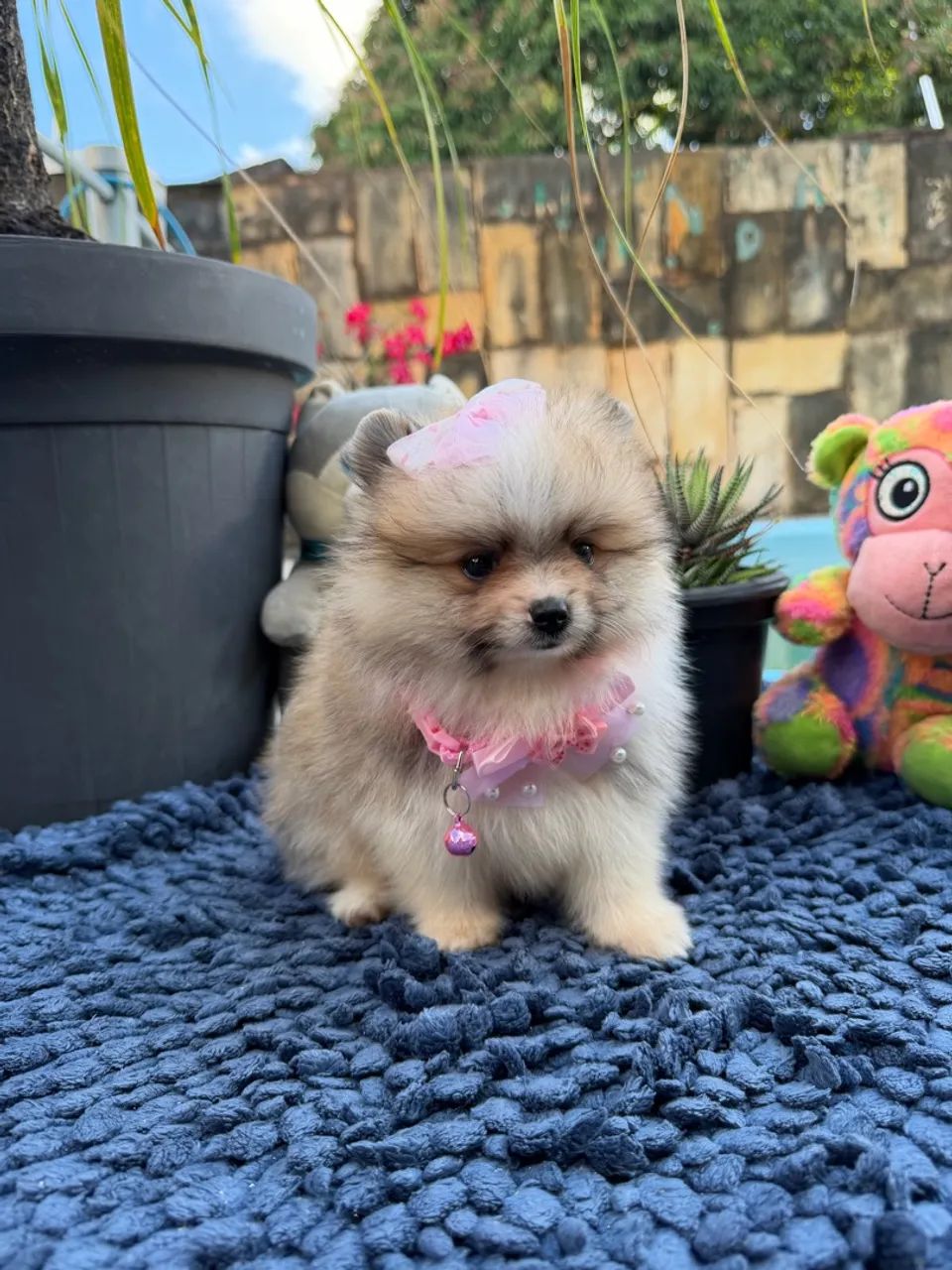 Lulu Fêmea  - Foto 4