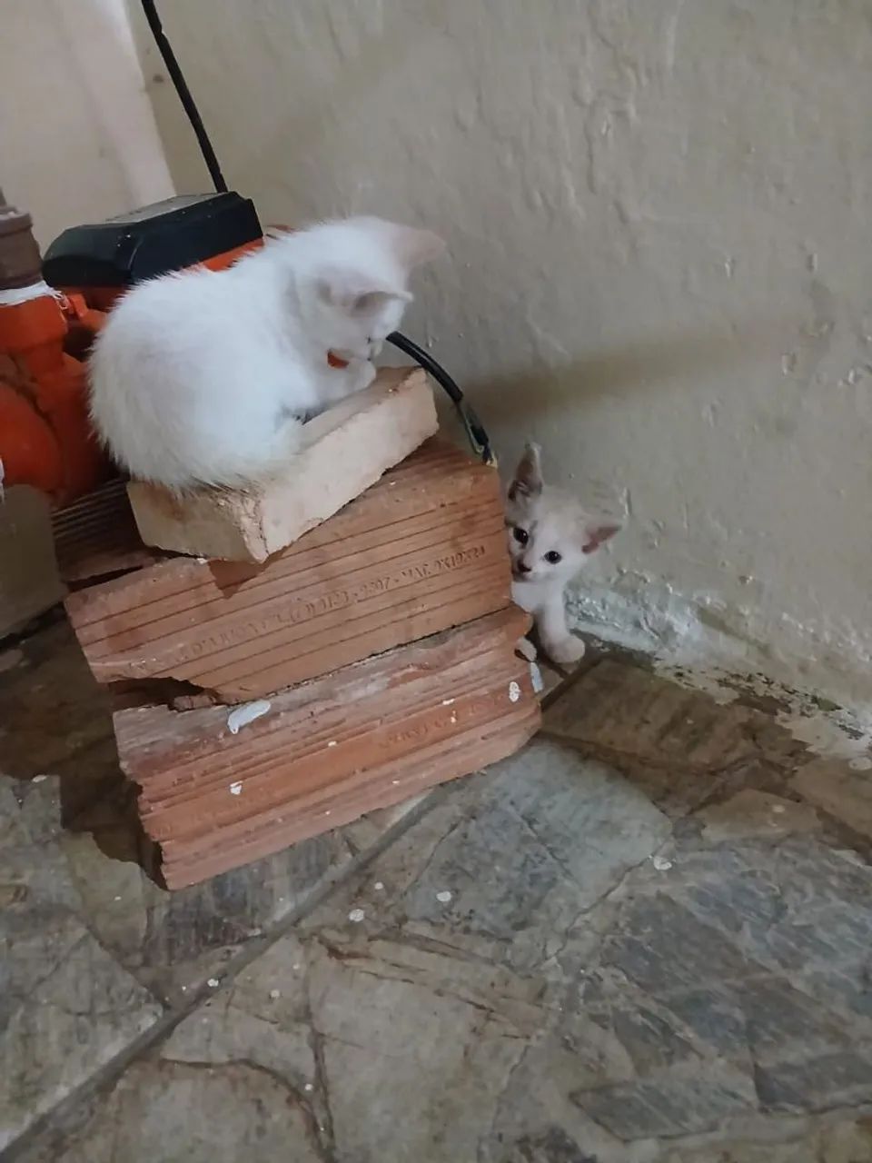 Gato e gata  - Foto 4