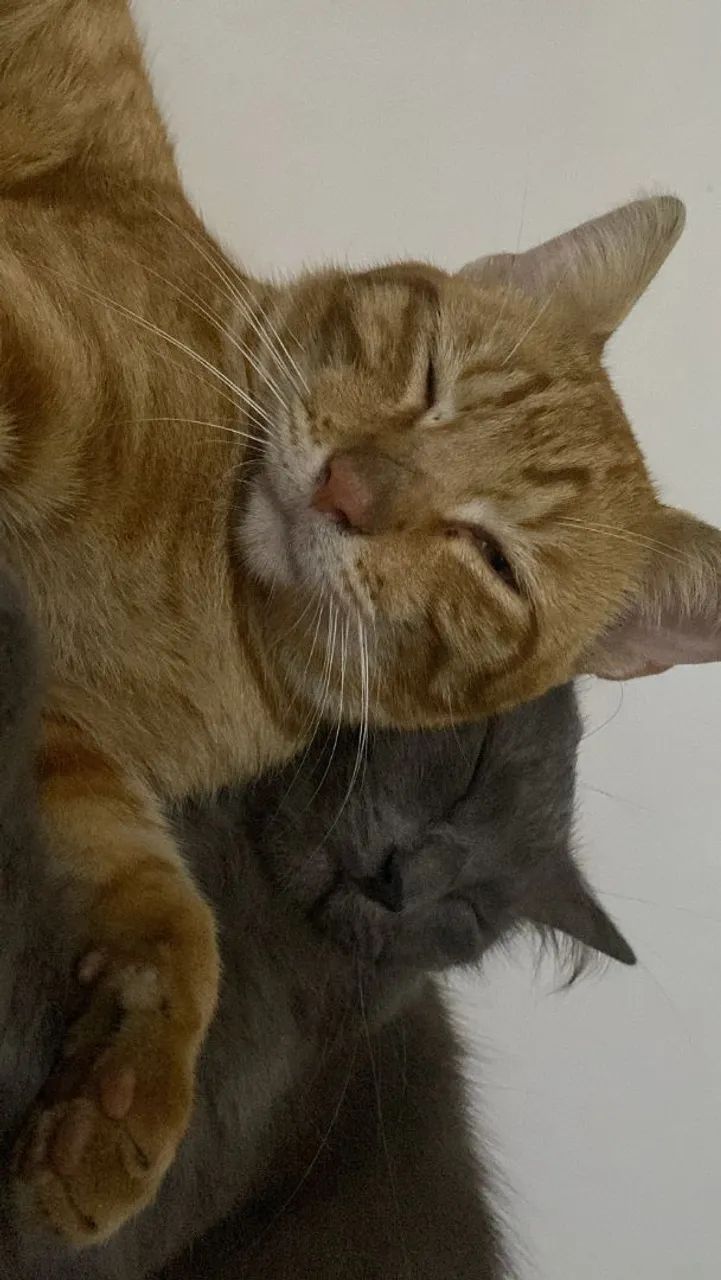 Gatinho - Foto 2