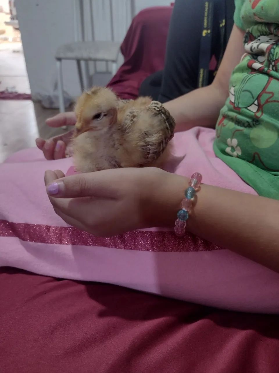 Lote de pintainhos pescoço pelado  - Foto 5