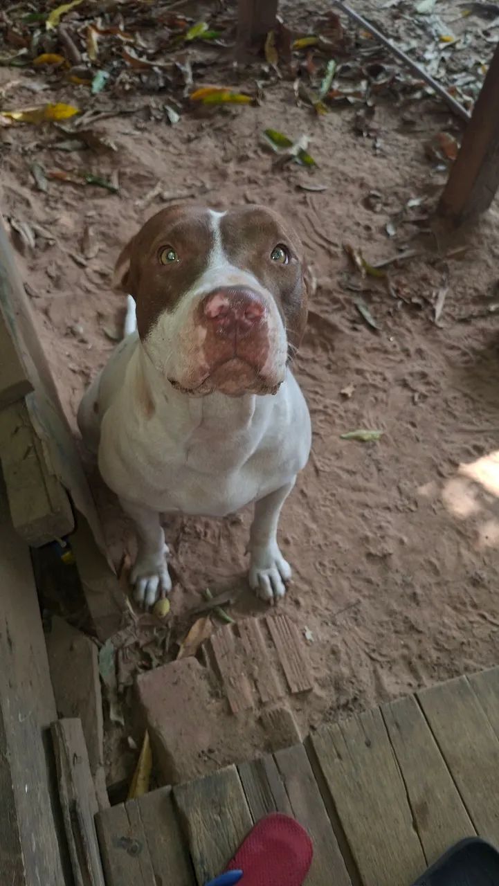 Filhotes pitbull  - Foto 3