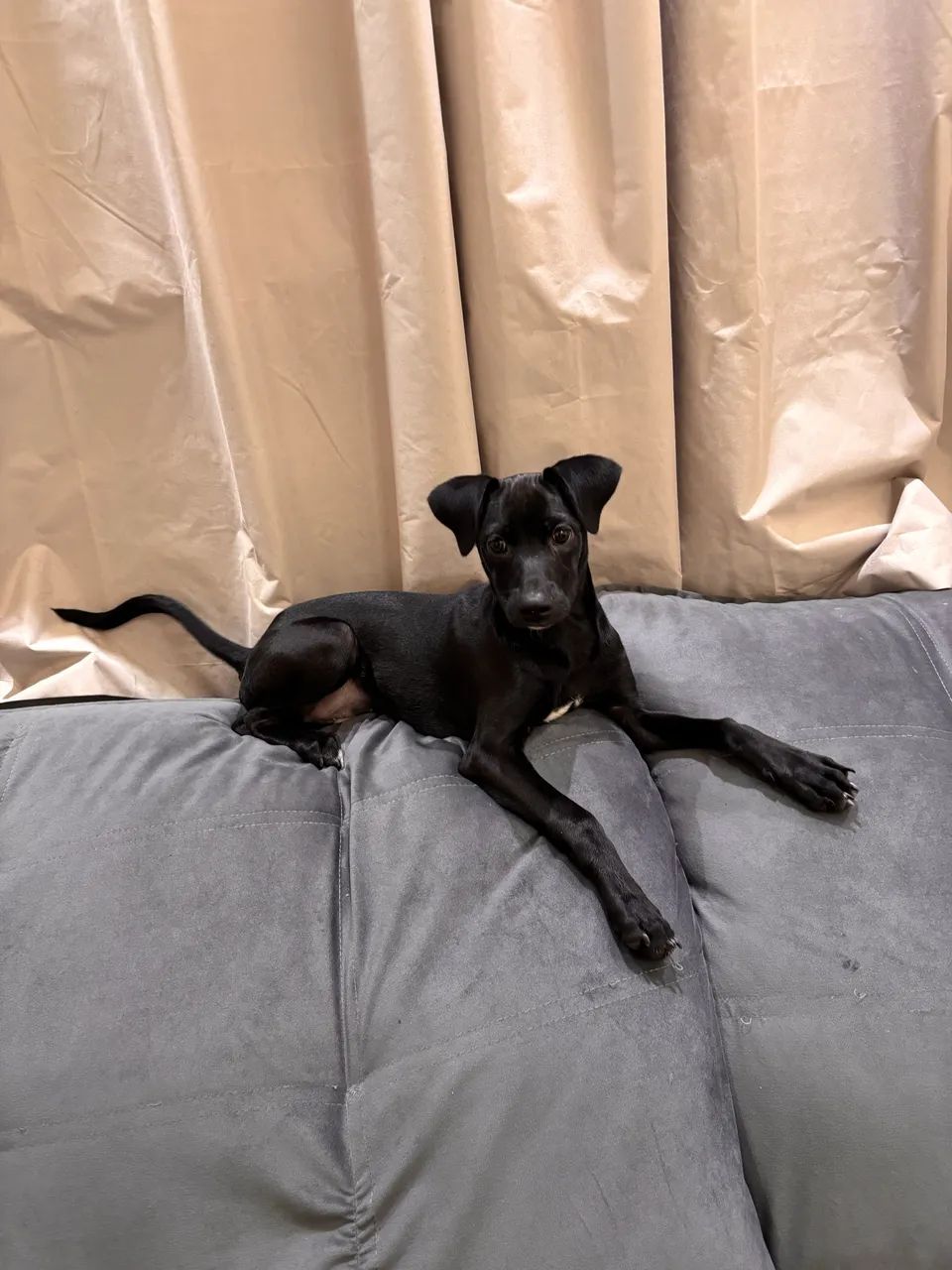 Doação de Cachorro  - Foto 4