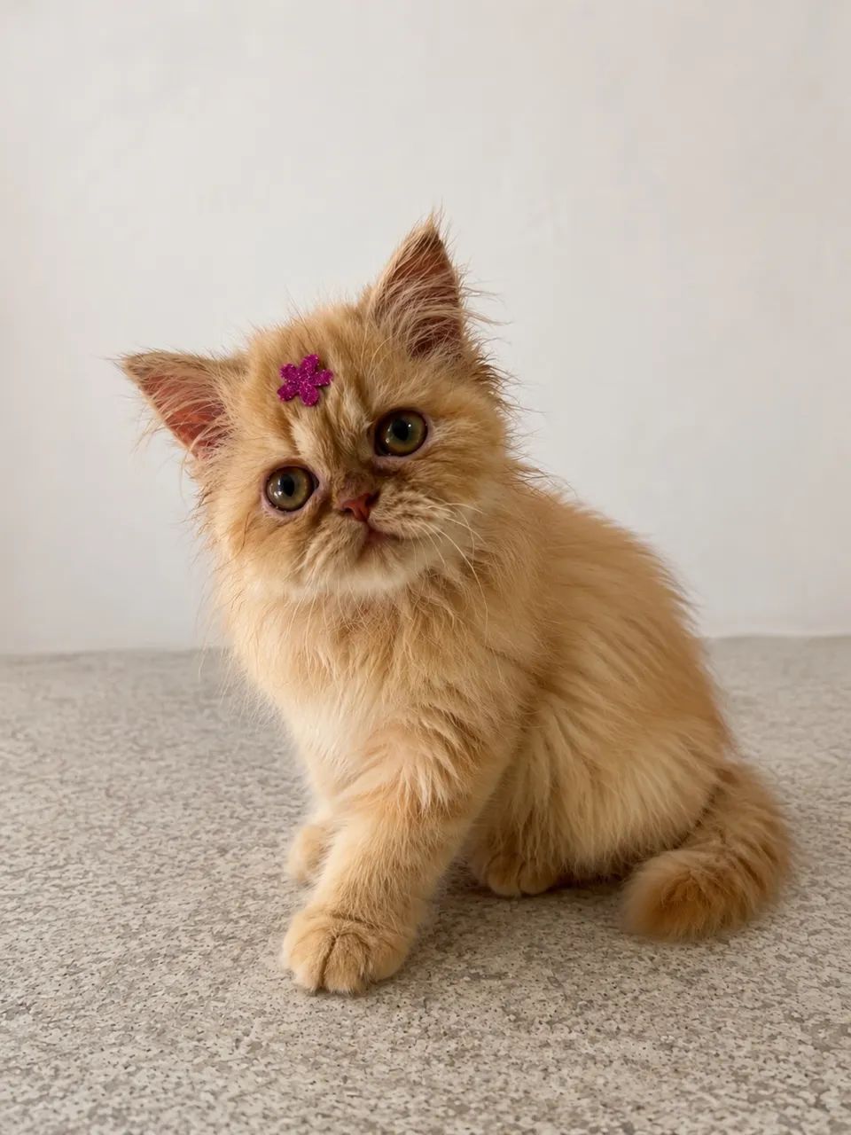 Gatinha persa  - Foto 2