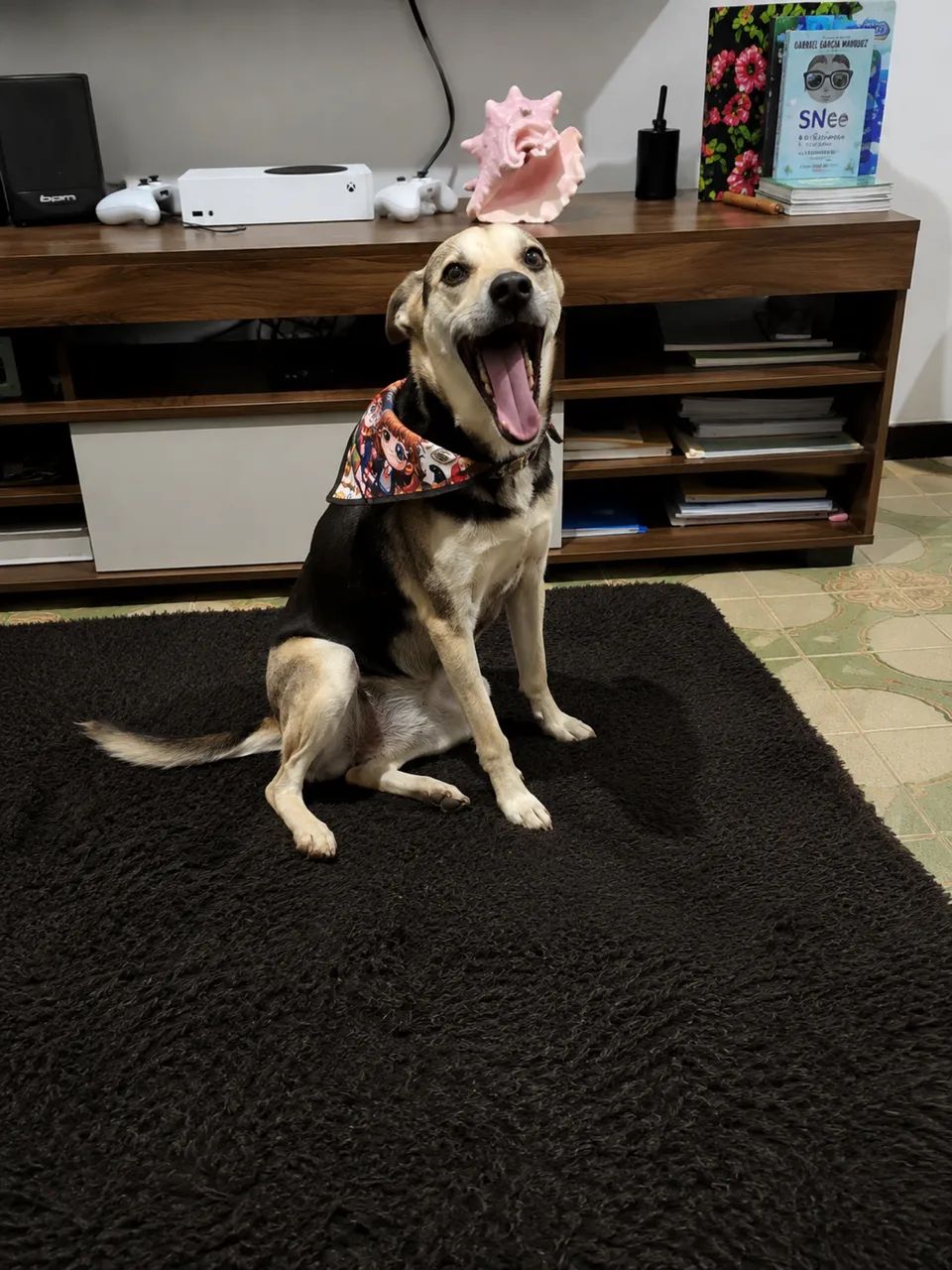 Adoção responsável - Foto 3