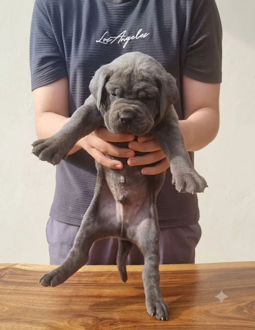 Filhotes de Cane Corso com Pedigree 