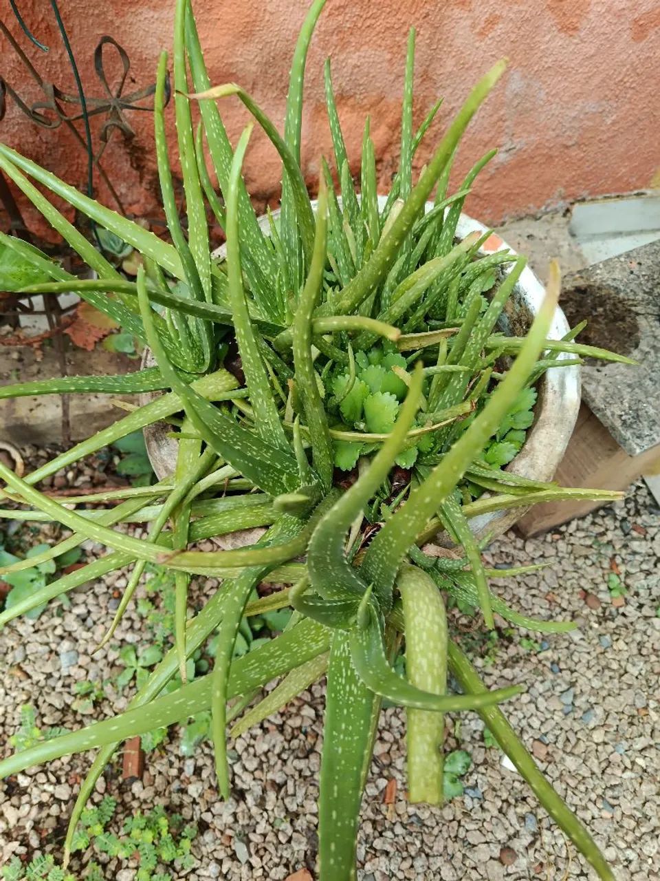 Vaso de cimento com  aloe vera 
