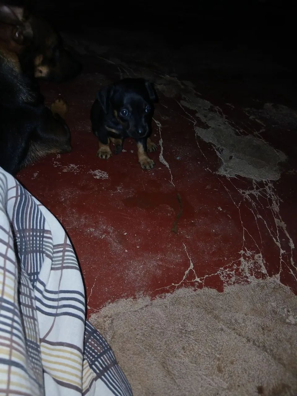Animais  - Foto 2
