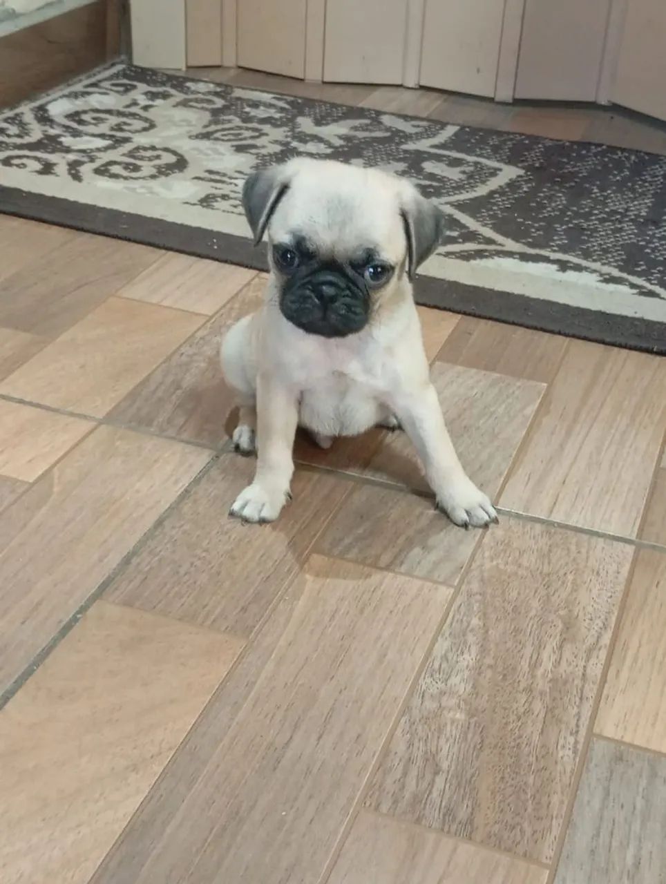 Presente para o dia das mães bebês de pug ac cartão parcelo e entrego  - Foto 4
