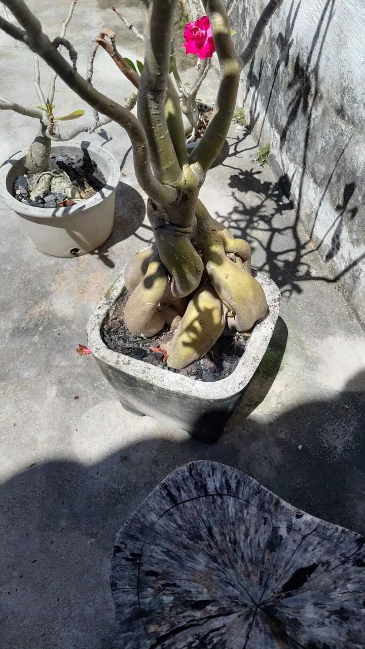 Rosas do deserto!
