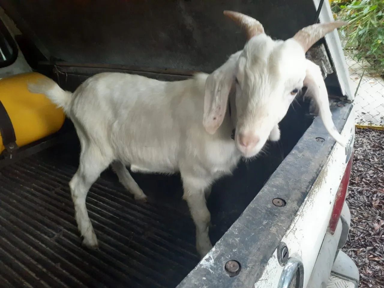 Cabrito com Aspa