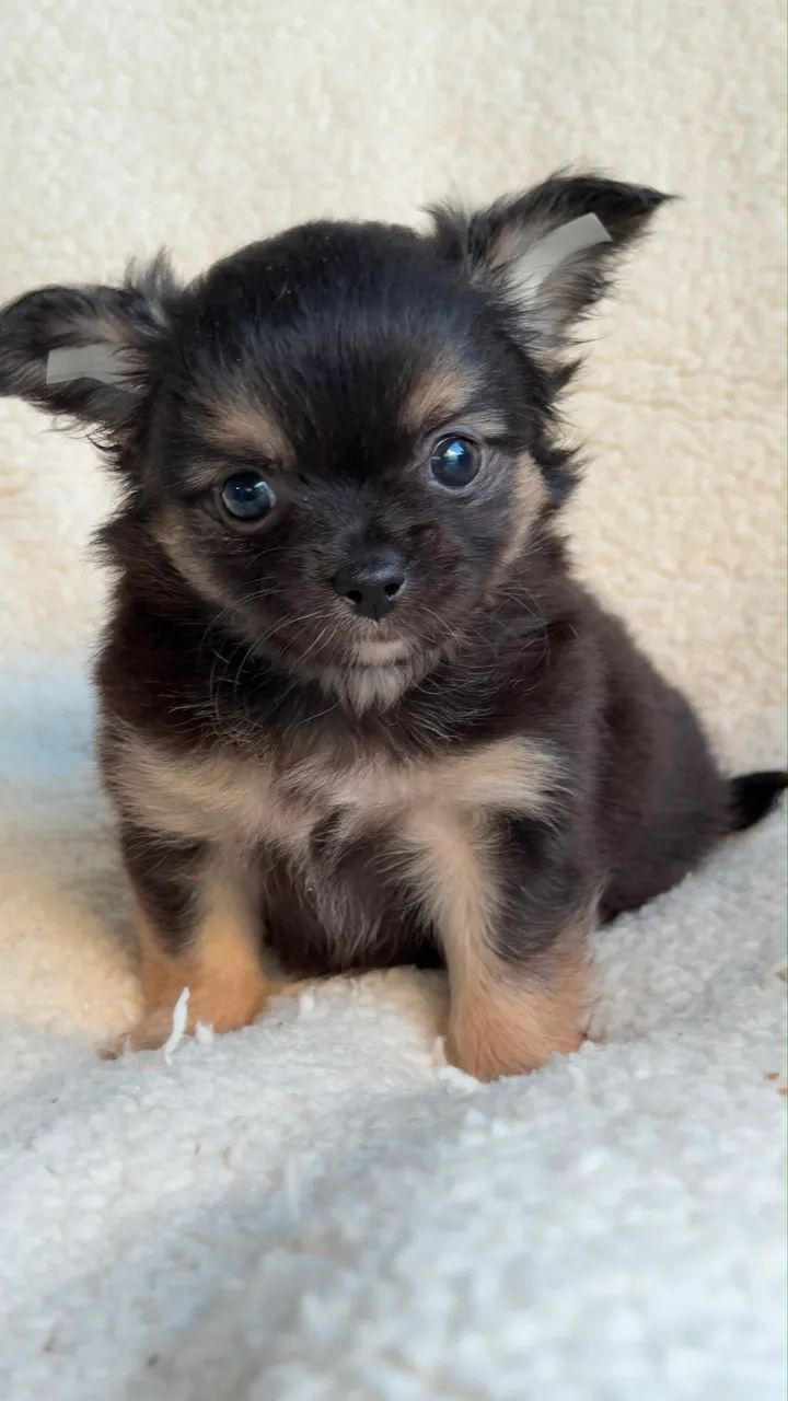 Chihuahua charmoso e com preço bom
