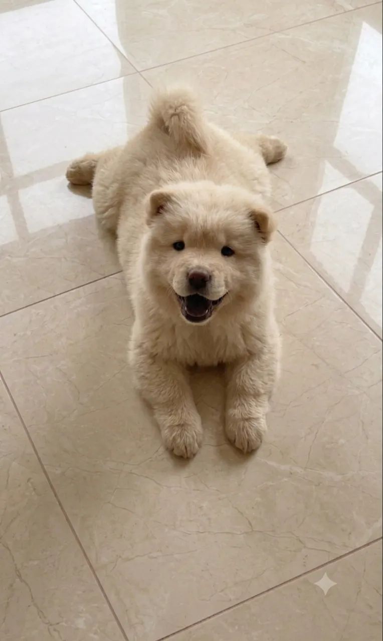 Chow chow macho - Foto 3