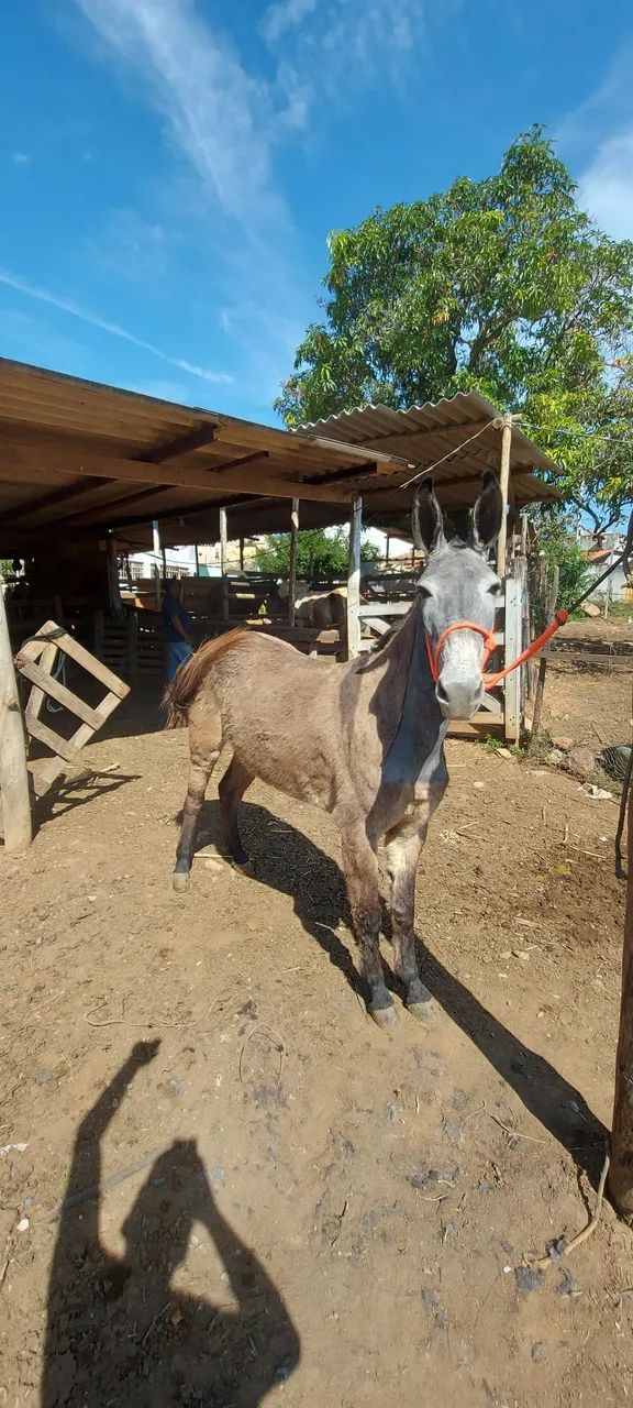 Mula a venda - Foto 5