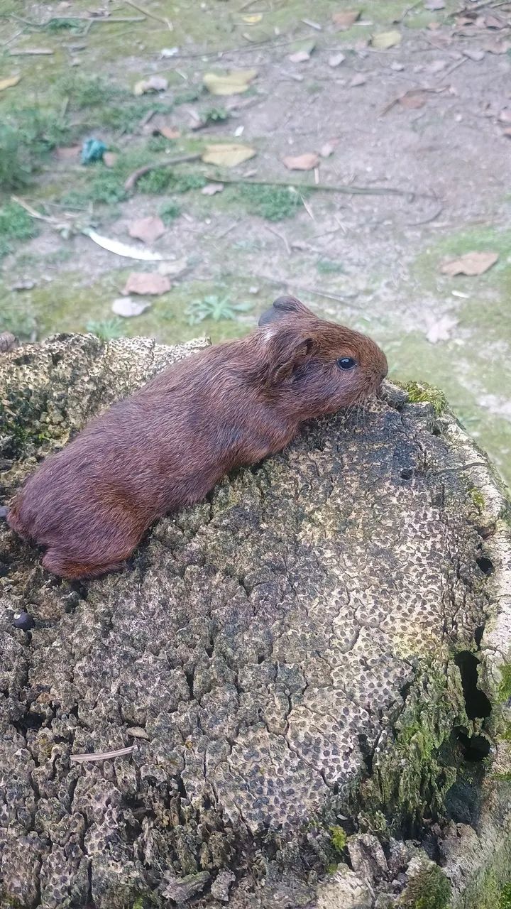 Vende-se filhotes de Porquinho da índia. - Foto 4