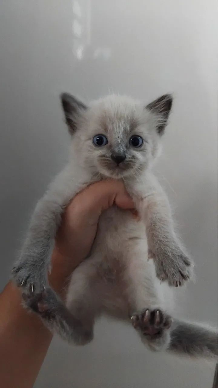 Doação de filhotes de gatinho - Foto 2