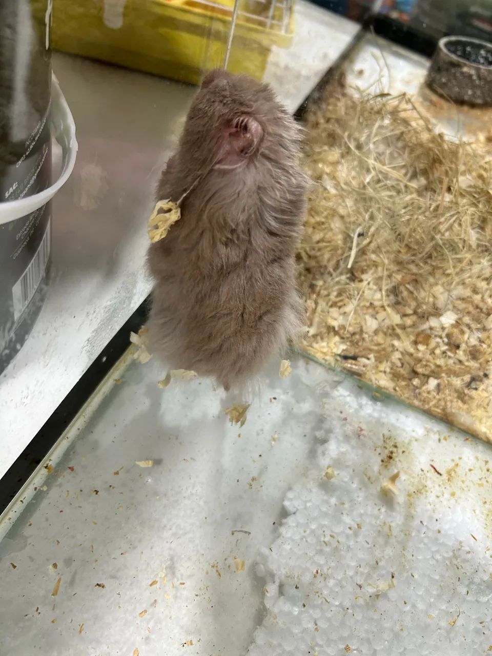 Hamster sírio  - Foto 4