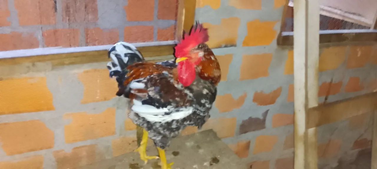 Vendo ovos GSB raça puríssima  - Foto 3