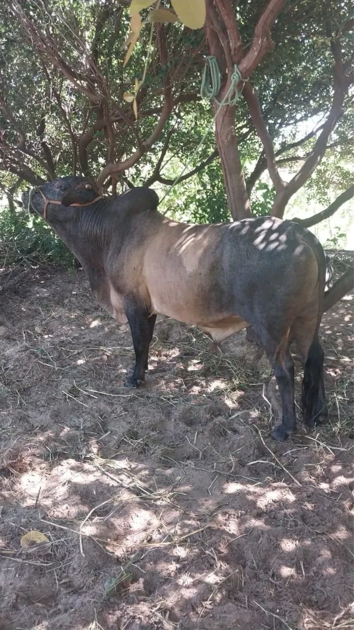 Vendo boi 