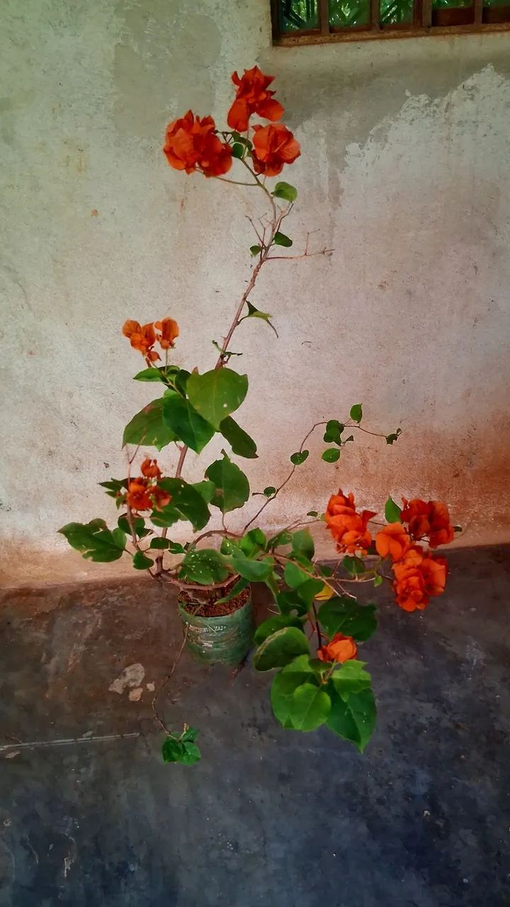 Primavera cor laranja  - Foto 3
