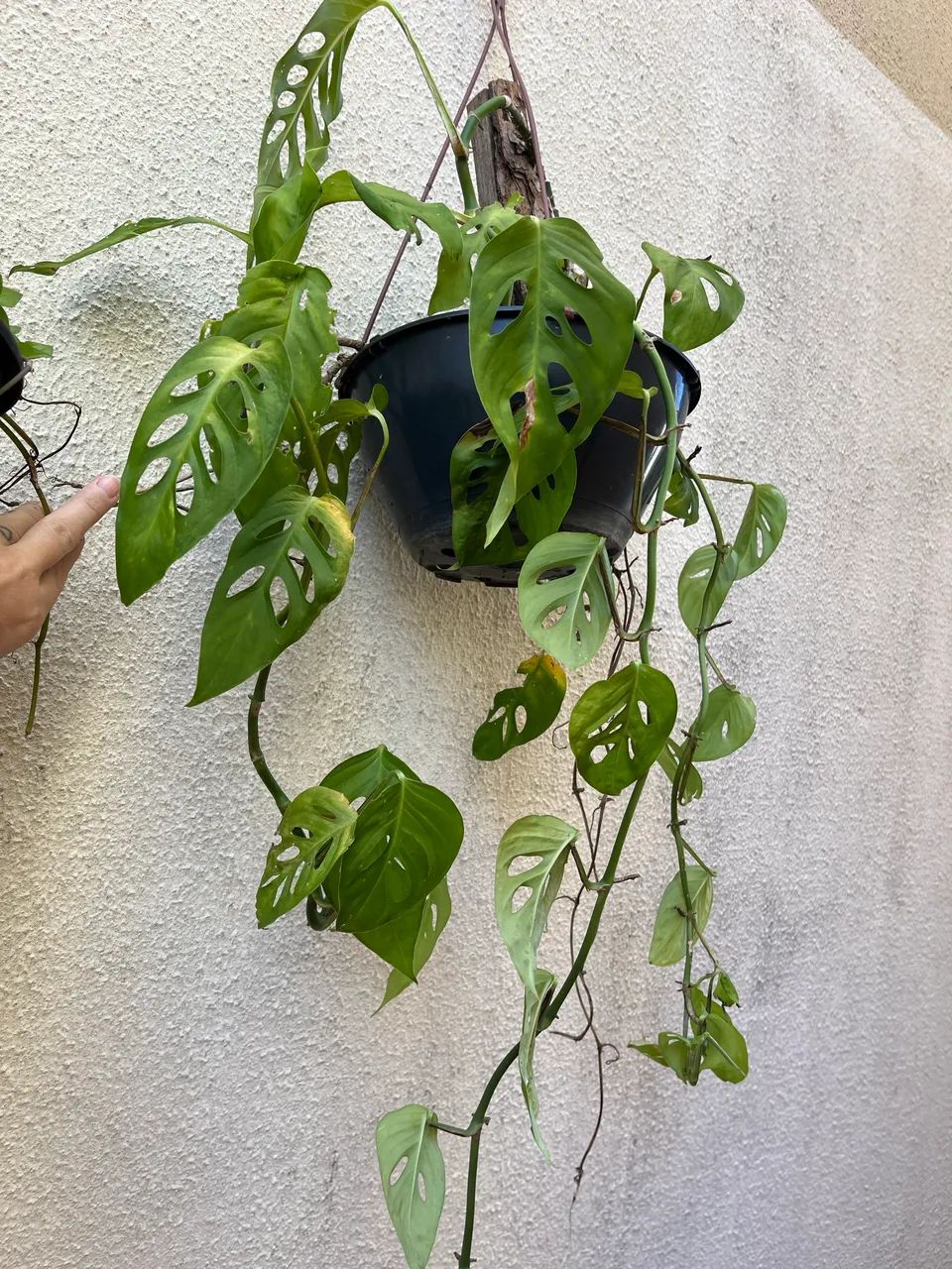 Plantas - Foto 3