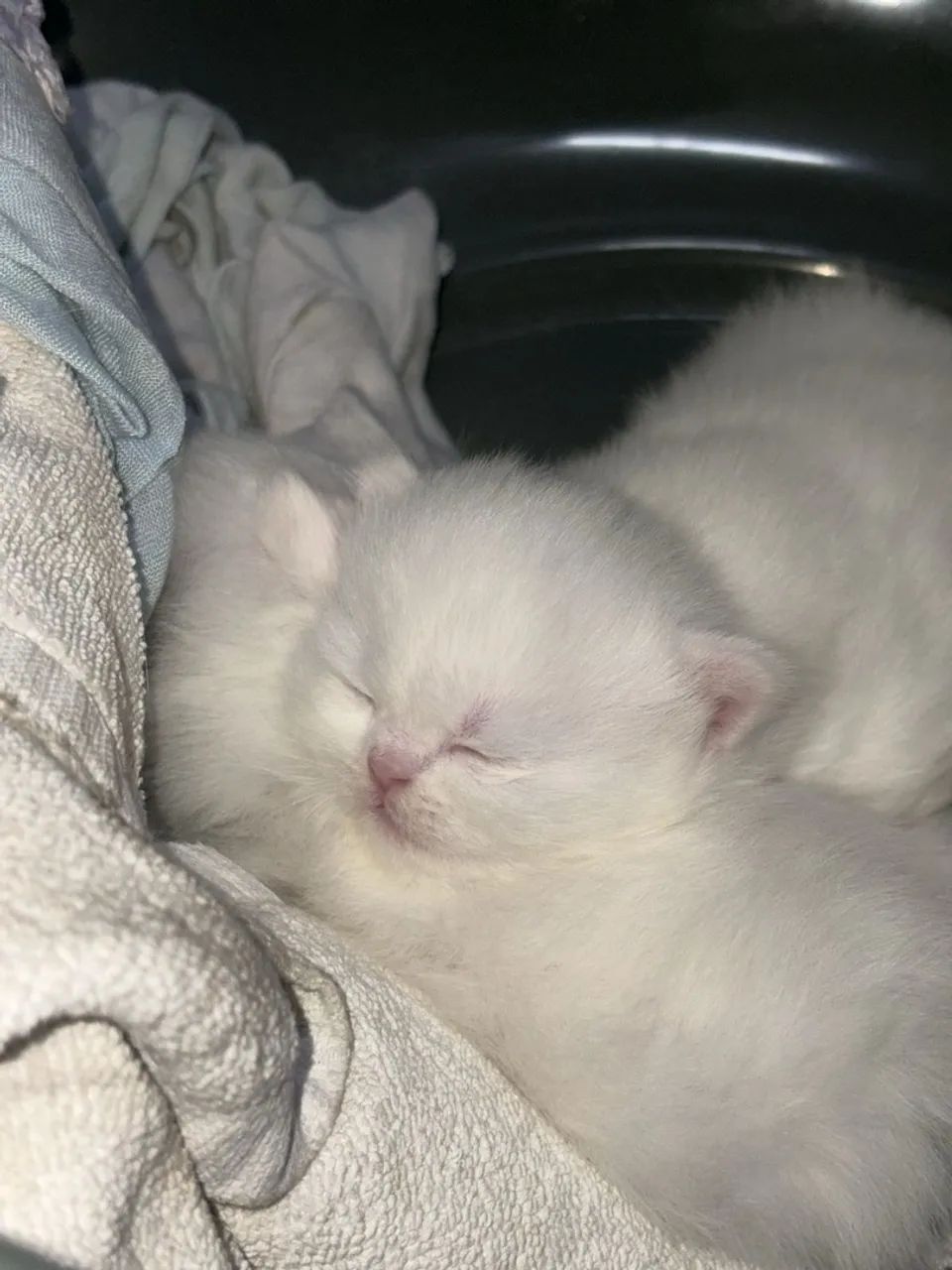 Gato persa 