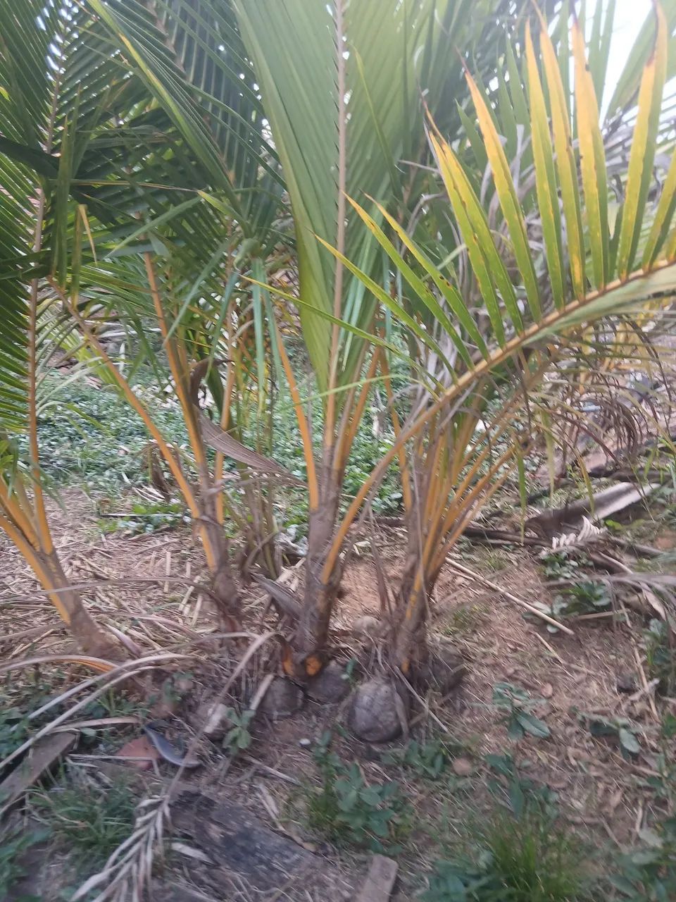 Muda de pe de coco
