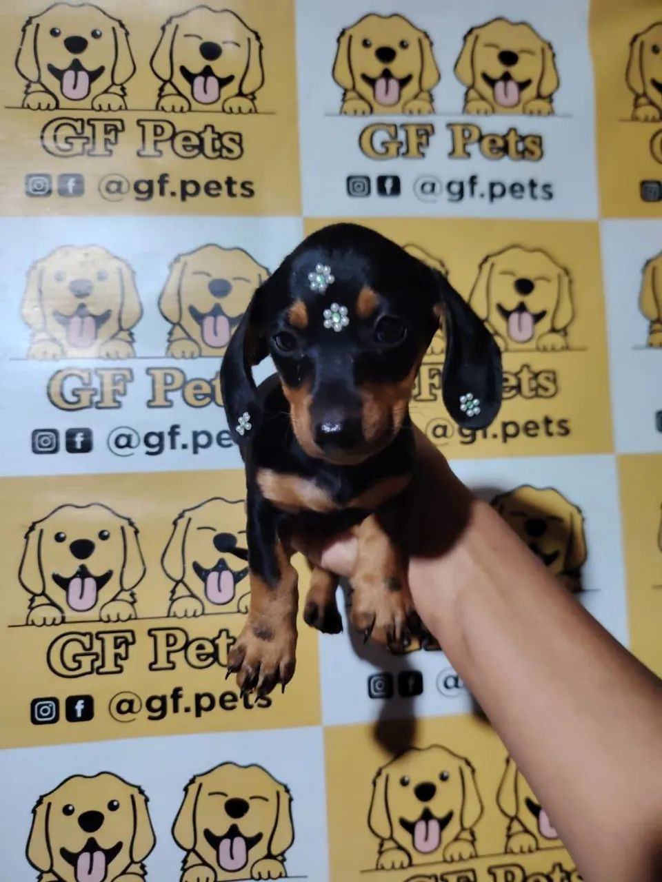 Teckel Dashchund salsicha cofap micro e padrao - Foto 2