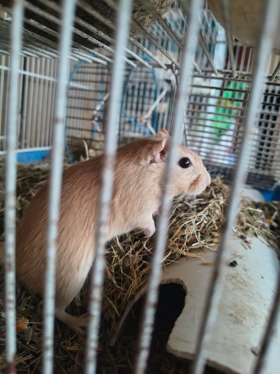 Esquilos da mongolia ( Gerbil )  - Foto 5