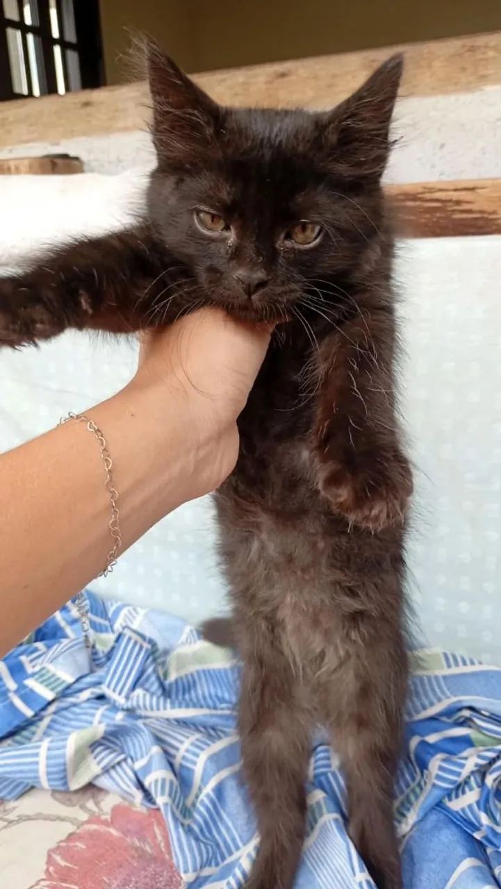 Doação gatinho  - Foto 3