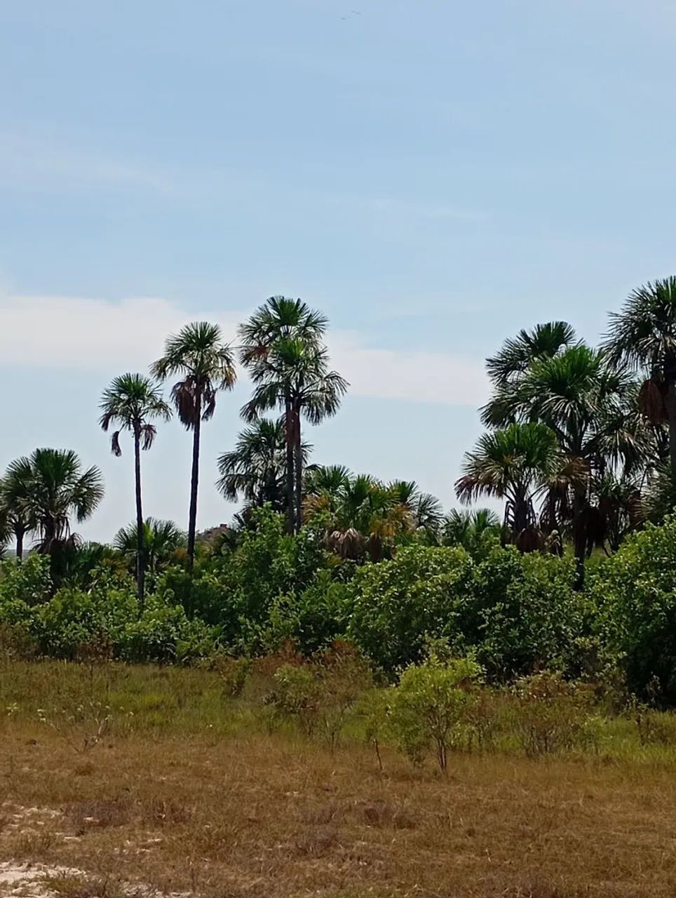 Vendo fazenda  - Foto 4