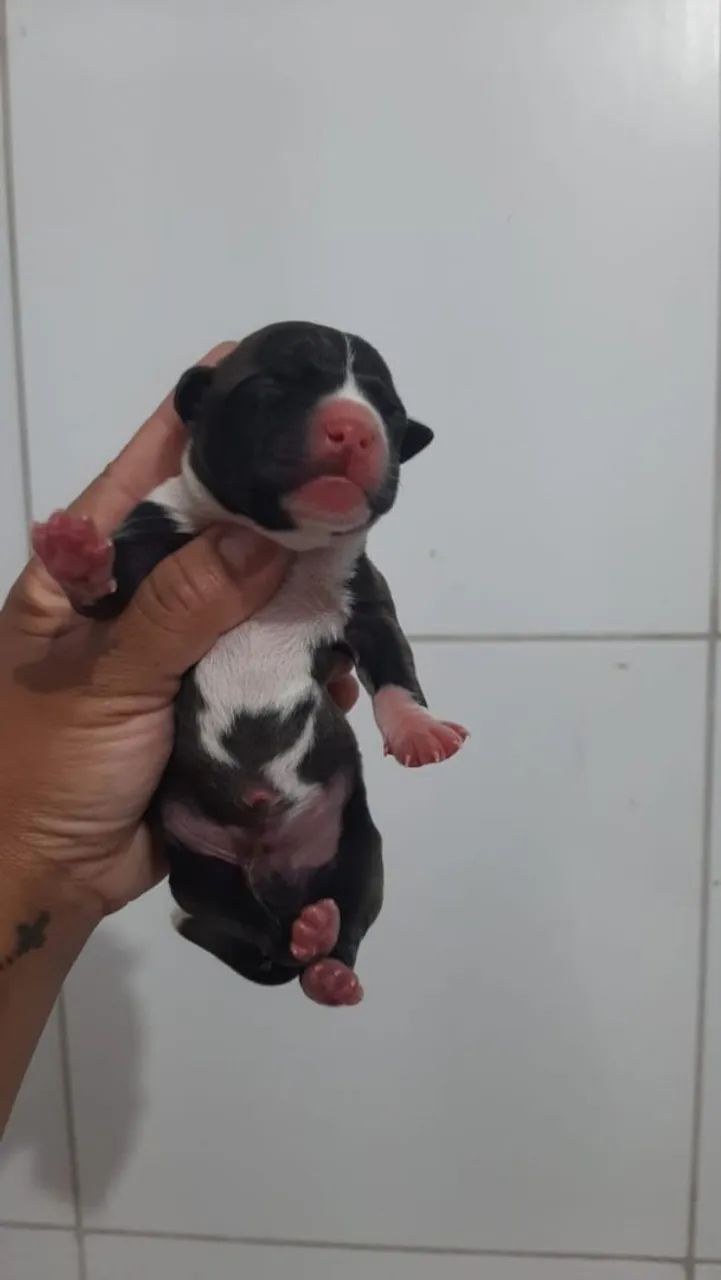Filhotes Pitbull (Reserva) - Foto 3