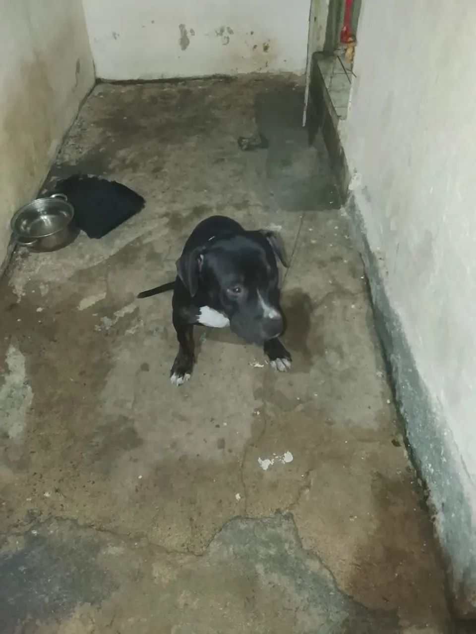 Animal 
