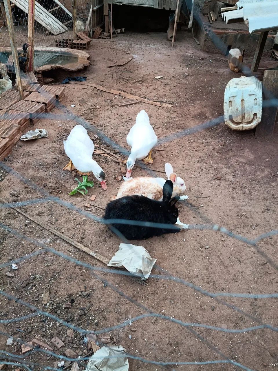 Vende- se frangos e galinhas - Foto 5
