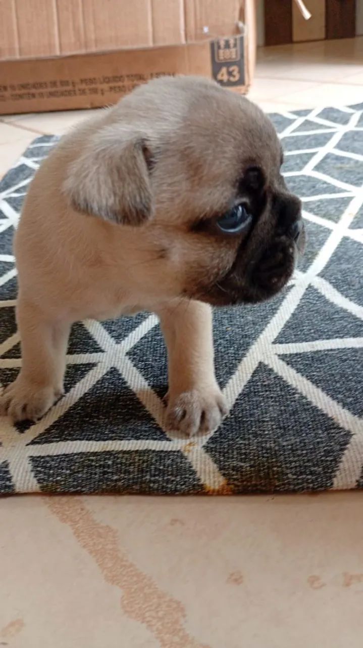 Buldogue francês  - Foto 3