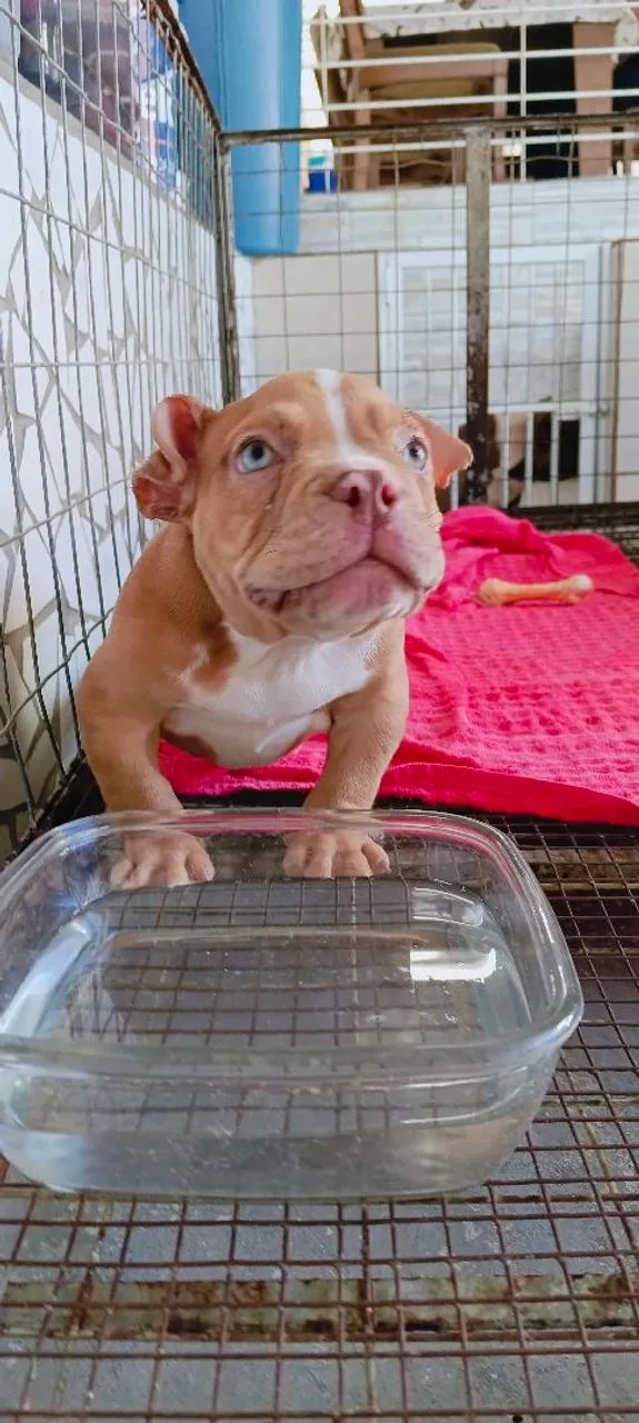 Exótic Bully American Bully filhote - Foto 2