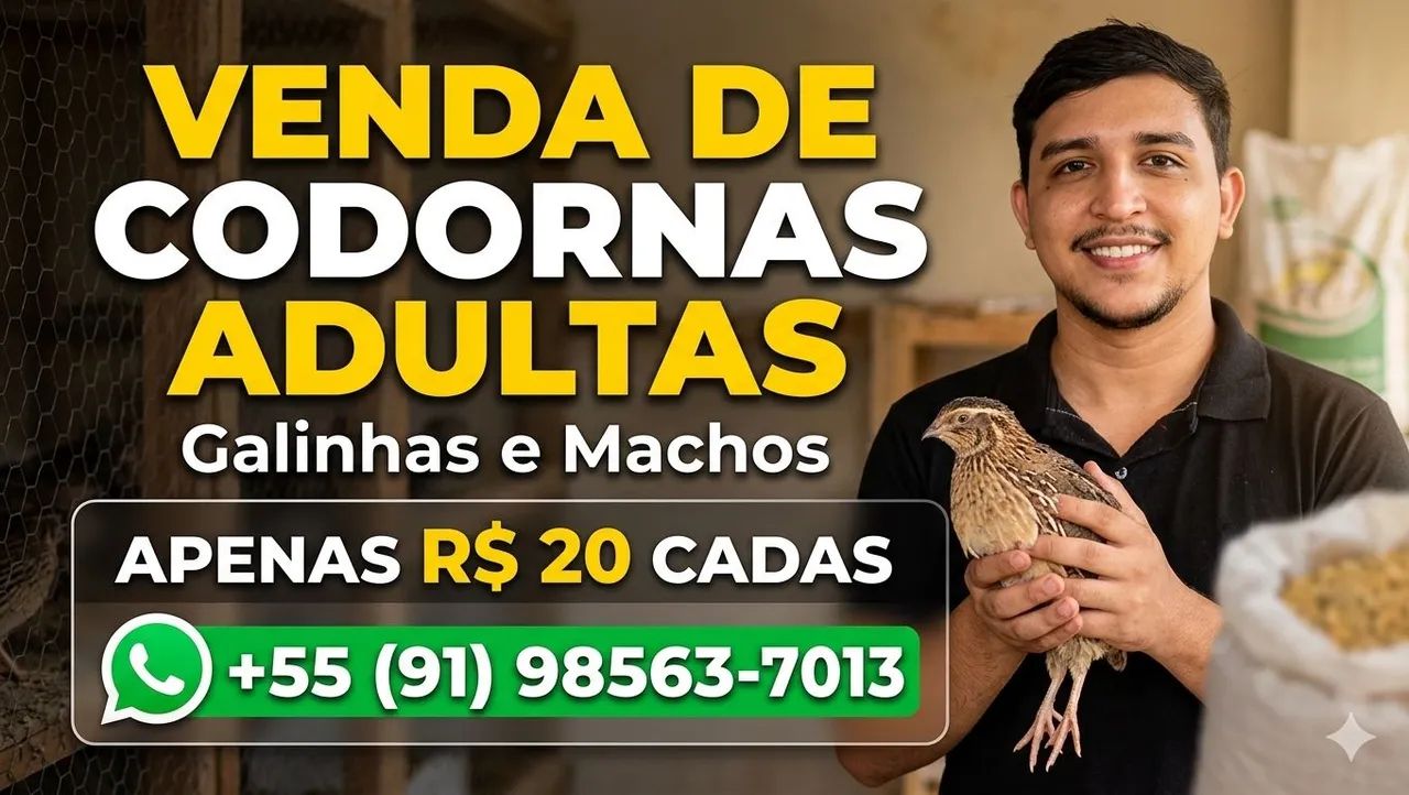 galinhas codornas a venda 
