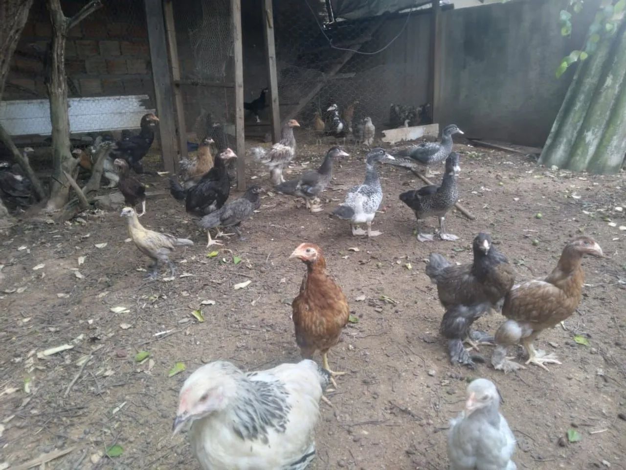 Vende-se galinhas caipira