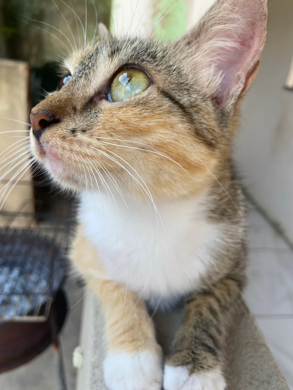 gatinha já castrada - Foto 3